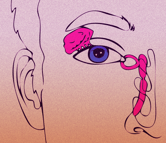 בלוטת הדמעות בחלק הפנימי של העפעף העליון אחראית בעיקר על ייצור דמעות רגשיות או רפלקסיביות | איור: Shutterstock