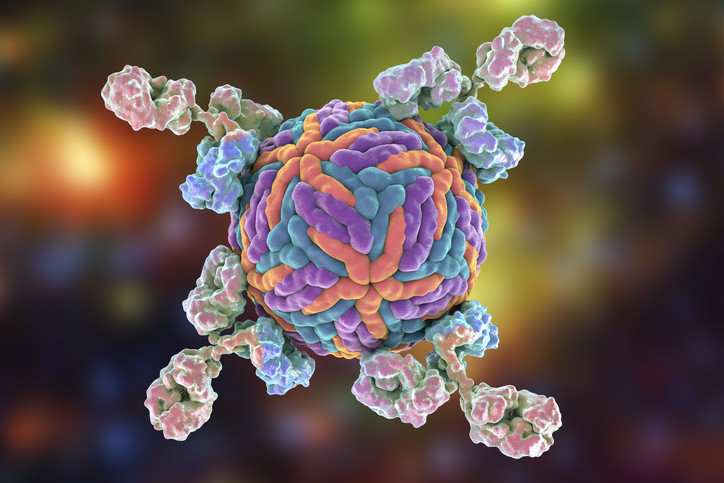 ברירה טבעית מהירה. הדמיה של נוגדנים סביב נגיף זיקה. צילומים: Science Photo Library