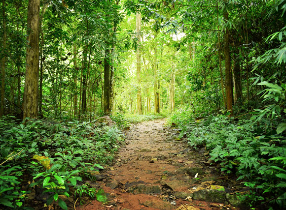 שטח מיוער | צילום: Shutterstock
