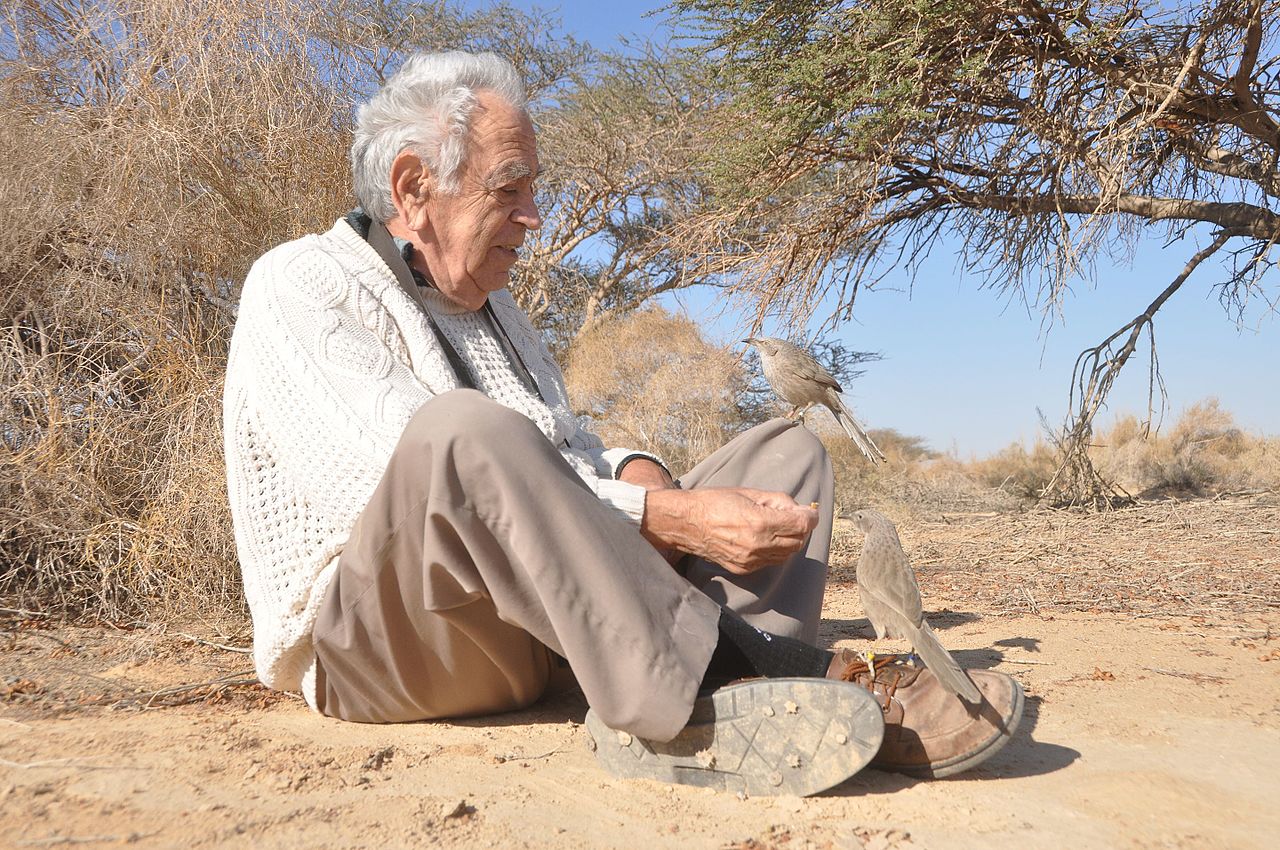 לא מכביד עליו. אמוץ זהבי בערבה עם ציפור זנבן, מושא מחקרו וההשראה לפיתוח עקרון ההכבדה | צילום: NaamaZE, ויקיפדיה