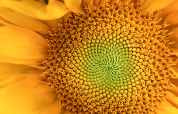 ספירלות לשני כיוונים בחמנייה | צילום: Min C. Chiu, Shutterstock