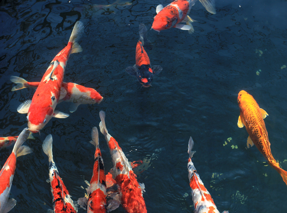היו מזהים גם את השיר של נטע ברזילי? דגי טוי, סליחה: קוי, בעלי כישרון מוזיקלי מפתיע | צילום: Shutterstock