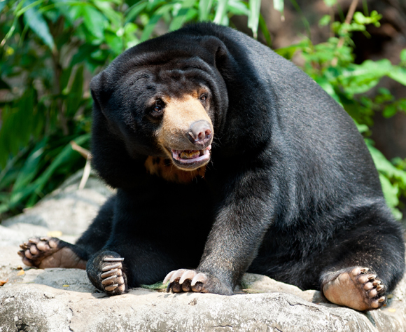 אתה מסתכל עלי???!?!? חקה, חקה, מה אעשה לך אחר-כך... דב מלאי | צילום: Shutterstock