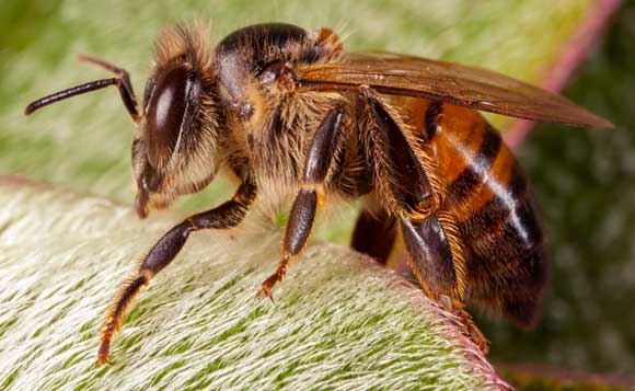 הצמחים שולטים בעזרת מיקרו RNA במערכת החברתית של הדבורים. פועלת על עלה | צילום: Shutterstock