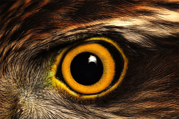 עין של נץ מצוי | צילום: Ketie Kokoshashvili, Shutterstock