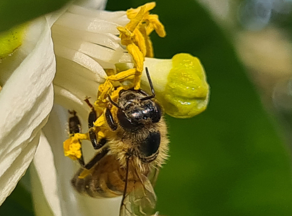 דבורה מלקטת אבקה מפרח | צילום: יאיר לופו, תמונות נוספות בקבוצת הפייסבוק "עולם הדבורים"