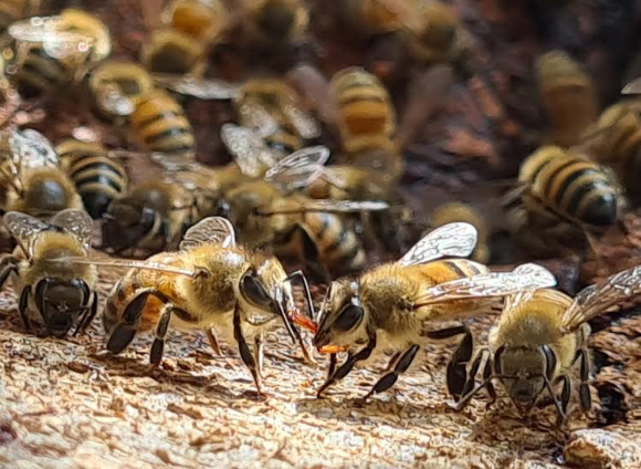 פועלות ותיקות מאכילות פועלות צעירות שטרם יצאו מחוץ לכוורת. האכלה הדדית | צילום: יאיר לופו, תמונות נוספות בקבוצת הפייסבוק "עולם הדבורים"