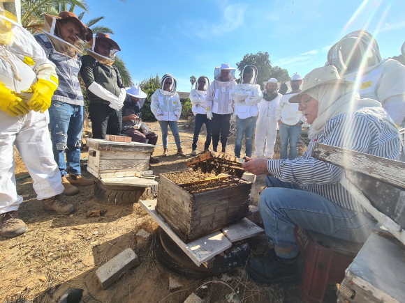 דבוראים במכוורת במושב עדנים | צילום: יאיר לופו, תמונות נוספות בקבוצת הפייסבוק "עולם הדבורים"