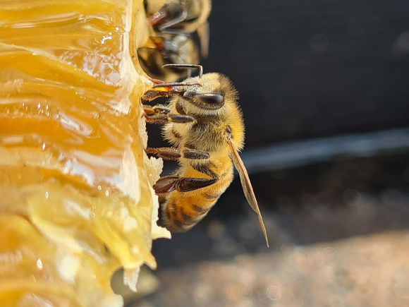 דבורה ניזונה מדבש | צילום: יאיר לופו, תמונות נוספות בקבוצת הפייסבוק "עולם הדבורים"