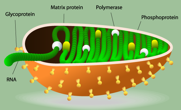 איור של נגיף הכלבת וגדיל ה-RNA שלו | איור: Designua, Shutterstock