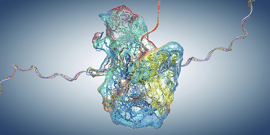 מבנה הריבוזום | איור: CHRISTOPH BURGSTEDT / SCIENCE PHOTO LIBRARY