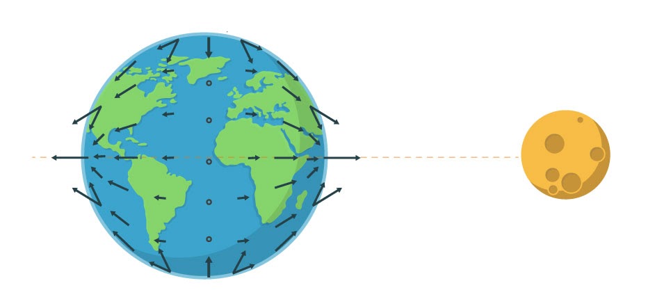 החיצים מייצגים את כוחות הכבידה של הירח ביחס לכבידה במרכז כדור הארץ | איור: מריה גורוחובסקי וליאת מרכוס, על פי: W.S. von Arx, An Introduction to Physical Oceanography