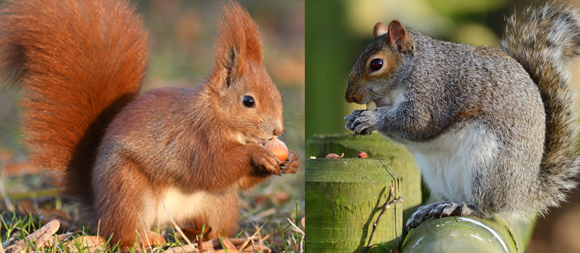 סנאי אפור וסנאי אדום מפצחים אגוזים | Tom Meaker, Shutterstock