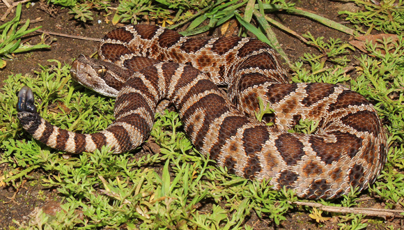 נחש עכסן פסיפי | Connor Long