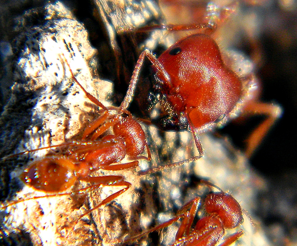 נמלת קציר מפלורידה | Jacopo Werther