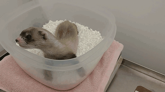 החמוסה אלזיבת אן נשקלת על המאזניים | צילום: USFWS Mountain-Prairie