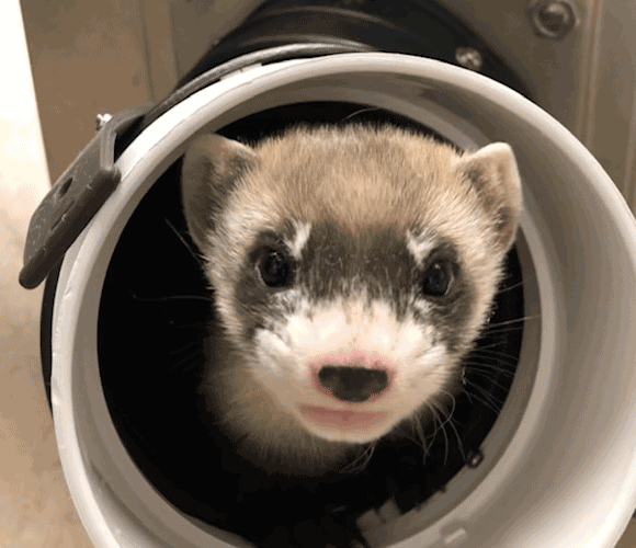 אליזבת אן בגיל 50 יום, כבר מחכה לשיבוטים נוספים שיגדילו את המשפחה | צילום: USFWS Mountain-Prairie