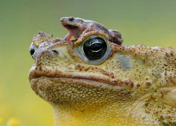קרפדת קנים בטקסס עם קרפדה ממין אחר (Gastrophryne olivacea) על הראש | ROLF NUSSBAUMER / NATURE PICTURE LIBRARY / SCIENCE PHOTO LIBRARY