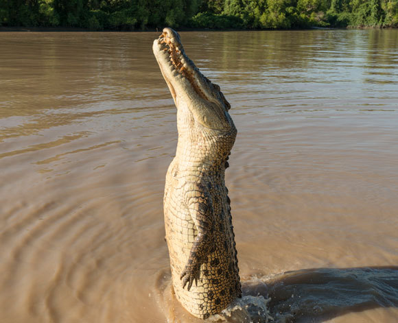 תנין Crocodylus porosus מקפץ במים | צילום: JURGEN FREUND / NATURE PICTURE LIBRARY / SCIENCE PHOTO LIBRARY