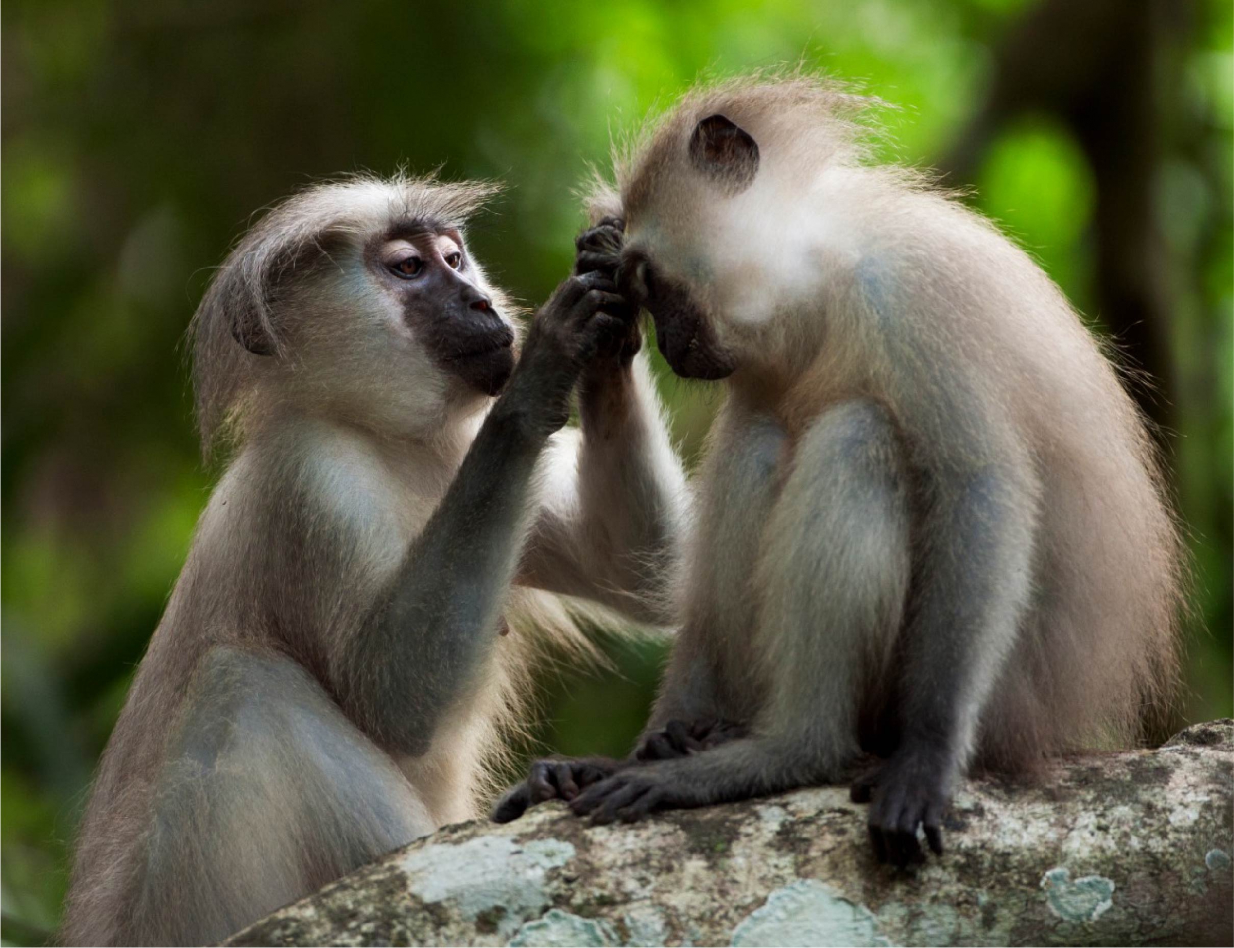 נקבת קופת מנגבי (Cercocebus galeritus) מסרקת את פרוותו של קוף צעיר| Fiona Rogers, Nature Picture Library, SPL