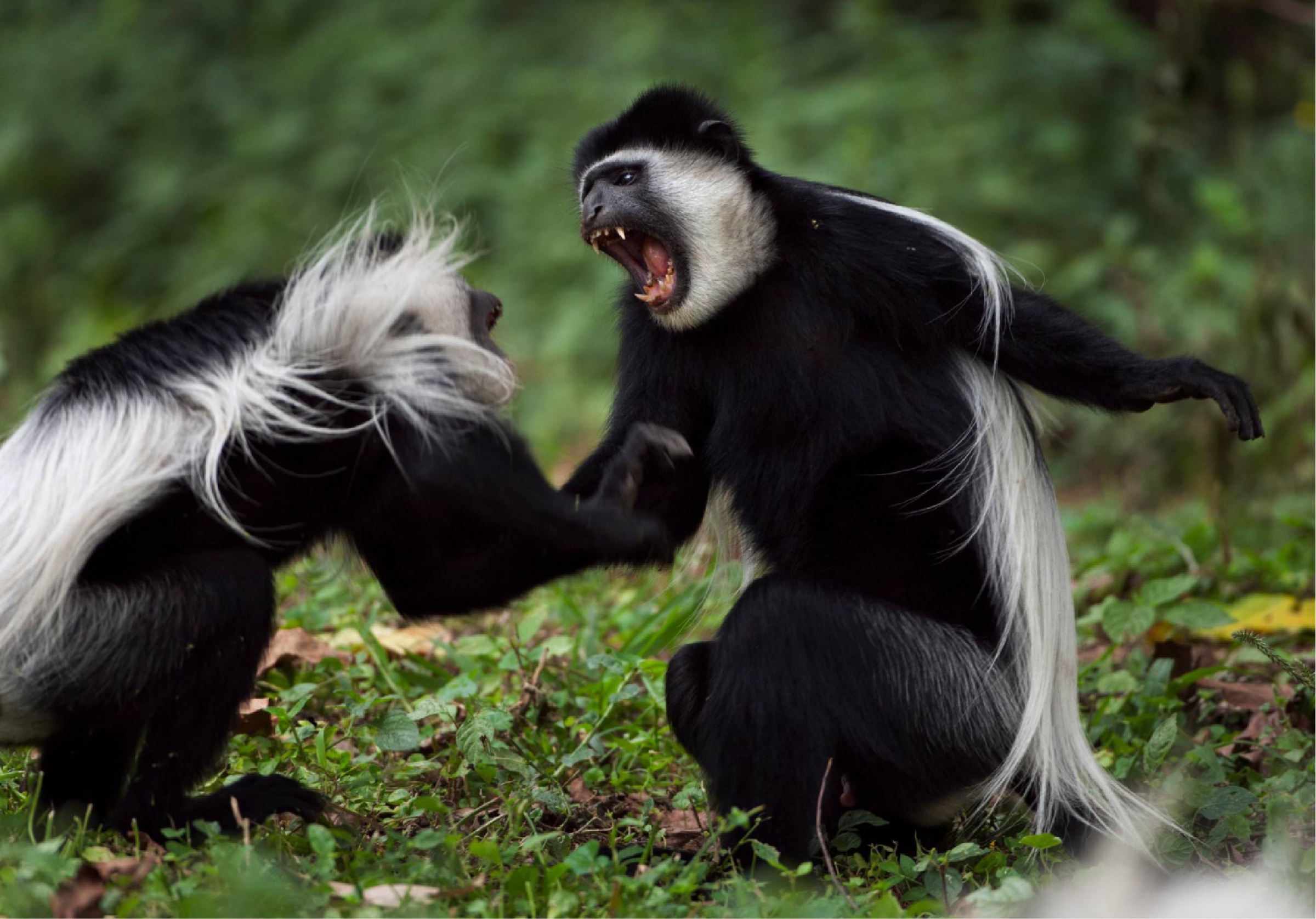 קופי קולובוס גרזה (Colobus guereza) נלחמים | Fiona Rogers, Nature Picture Library, SPL
