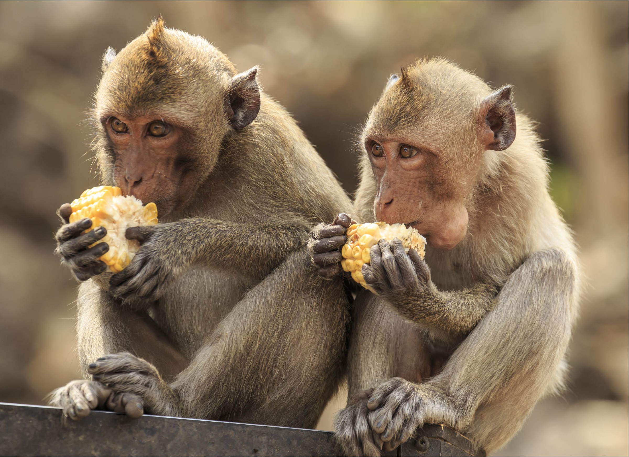 קופי מקוק ארוכי זנב אוכלים זה לצד זה | Shutterstock, rujithai