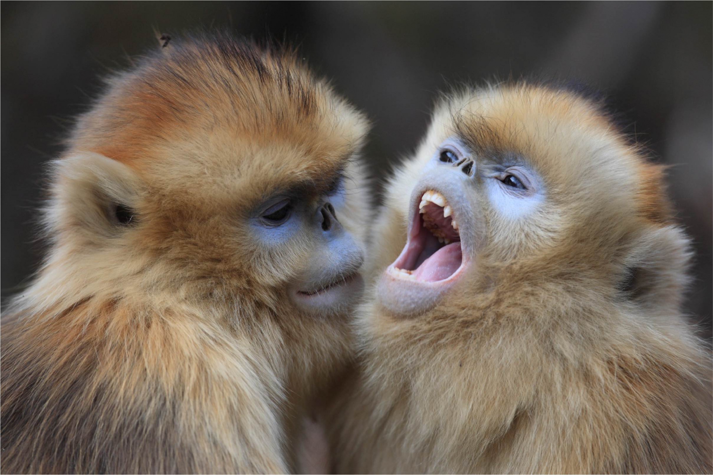 קופי חרומף זהוב | Cyril Ruoso, Nature Picture Library, SPL