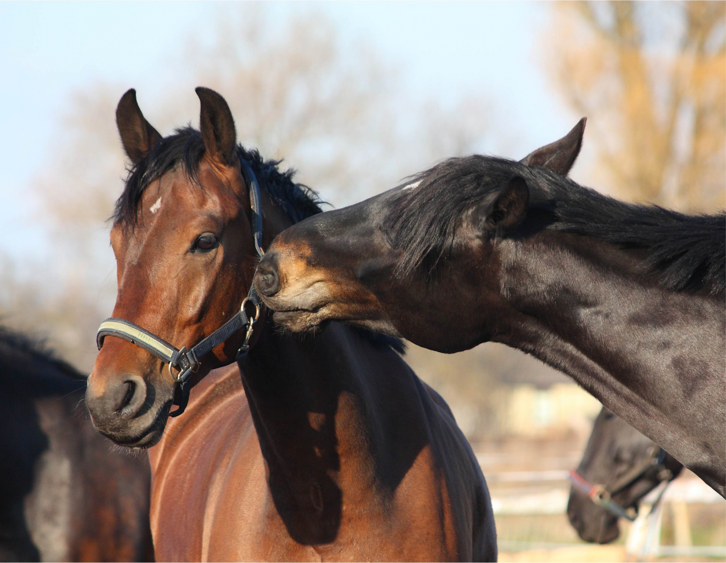 סוס מחכך את חוטמו בראשו של חברו | Shutterstock, Anastasija Popova