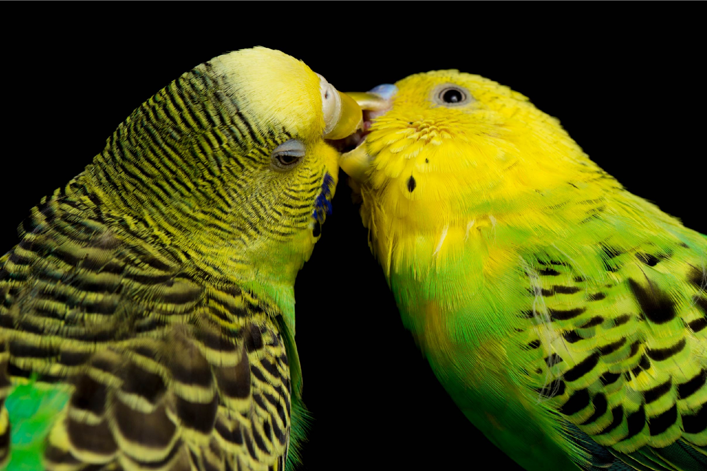 זוג תוכונים | Shutterstock, dwi putra stock