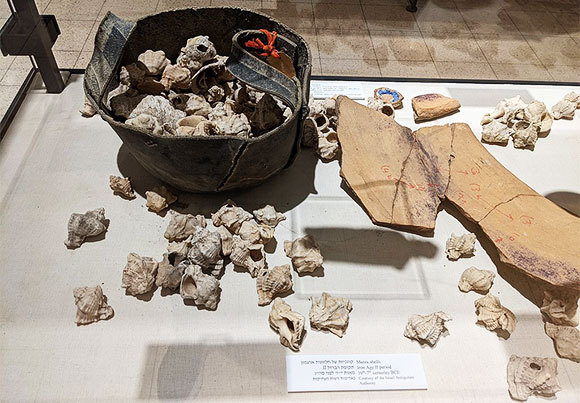 קונכיות ארגמונים קהי קוצים מתקופת הברזל, עם שאריות צבע על כלי החרס (מימין) | מוצג במוזאון הימי הלאומי בחיפה | צילום: Aaadir, ויקיפדיה