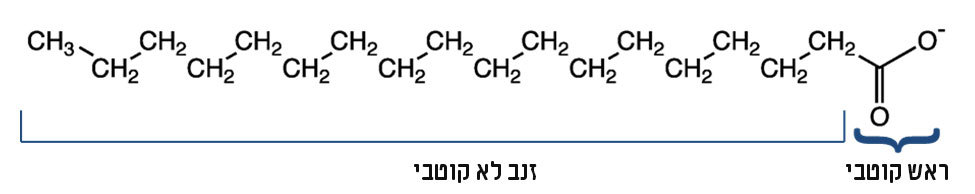 המבנה המולקולרי של החלק הפעיל בסבון | תרשים: אבי סאייג