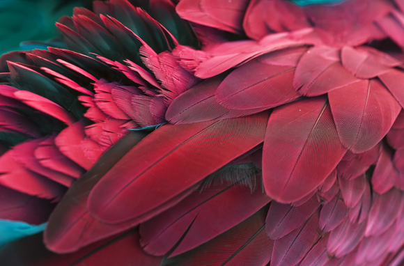 נוצות מתאר של ציפור | צילום: Worraket, Shutterstock