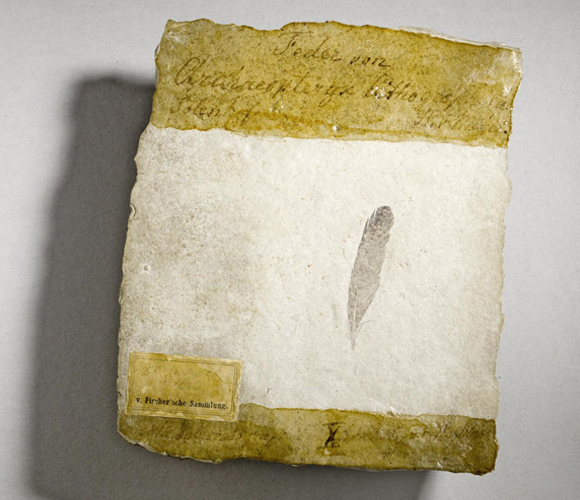 הנוצה המאובנת שהתגלתה בגרמניה ב-1861 | צילום: Museum fur Naturkunde