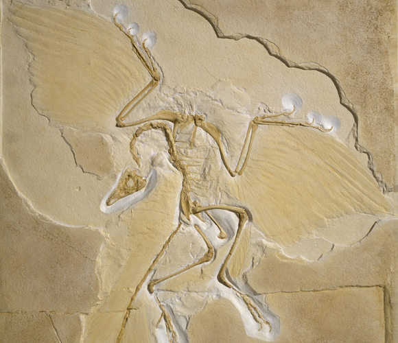 העתק של אחד ממאובני הארכאופטריקס שהתגלו בגרמניה | צילום: NATURAL HISTORY MUSEUM, LONDON / SCIENCE PHOTO LIBRARY