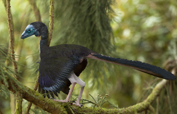 שחזור של ארכאופטריקס | הדמיה: PAUL D STEWART / SCIENCE PHOTO LIBRARY