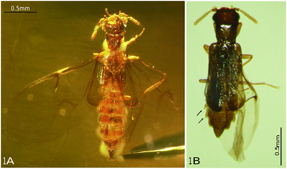 חיפושיות שנראות זהות נמצאו מאובנות בענבר מלפני 20 מיליון שנה. נקבה בוגרת בת ימינו של Micromalthus debilis (מימין) ומאובנת בענבר | מקור: Plazi, מתוך: Hörnschemeyer, T. et al. Zool. J. Linn. Soc. 2010. Zenodo