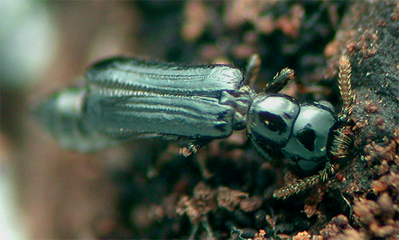הבוגרות הן עקרות, וגם הזכרים. רק הזחלים מסוגלים להתרבות. נקבה בוגרת ומכונפת של חיפושית Micromalthus debilis| צילום: David R. Maddison, CC BY 3.0