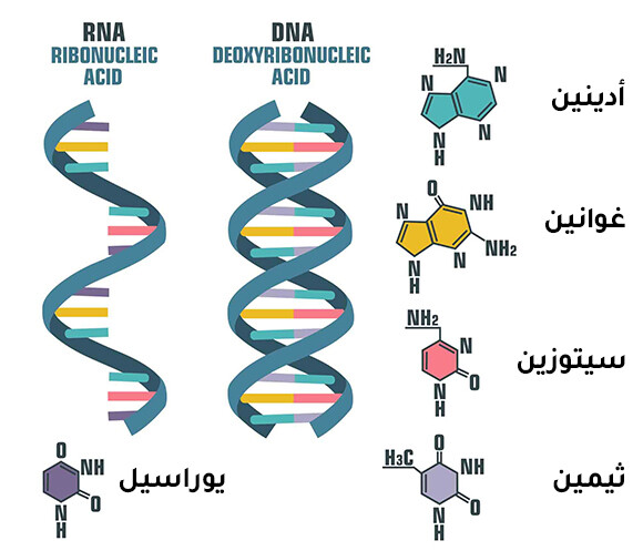 DNA מול RNA | אילוסטרציה: Shutterstock, ShadeDesign