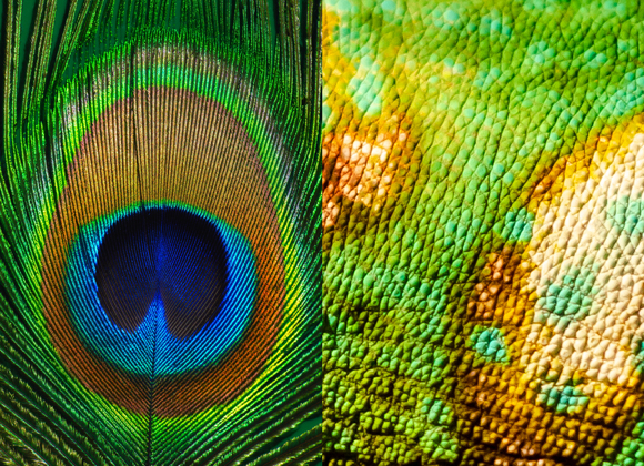 האבולוציה גילתה אותם הרבה לפנינו. גבישים פוטוניים קיימים בנוצות הטווס (משמאל) ובעור הזיקית | צילומים: itsmejust, Lutsenko_Oleksandr, Shutterstock