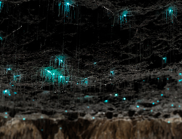 אלה לא טיפות טל זוהרות, אלא רימות של זבובונים טורפים. "התולעים הזוהרות"בניו זילנד | צילום: Science Photo Library