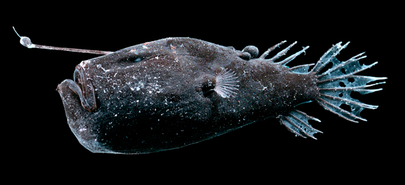 איבר החכה מושך דגים קטנים ומסנוור אותם, והם נטרפים לפני שהבינו מה קרה. נקבת דג החכאי | צילום: Science Photo Library