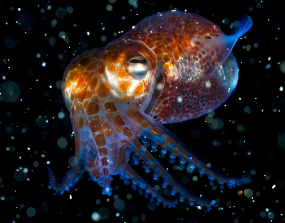 האור החלש מבטל את הצל שלו על הקרקעית ומסתיר אותו מטורפים ונטרפים. דיונון עגול הזנב| צילום: Science Photo Library