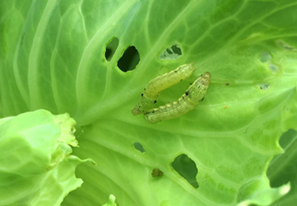 נזק כלכלי של מיליארדי דולרים בשנה: זחלים של עש הכרוב מכרסמים עלים | צילום: Shutterstock