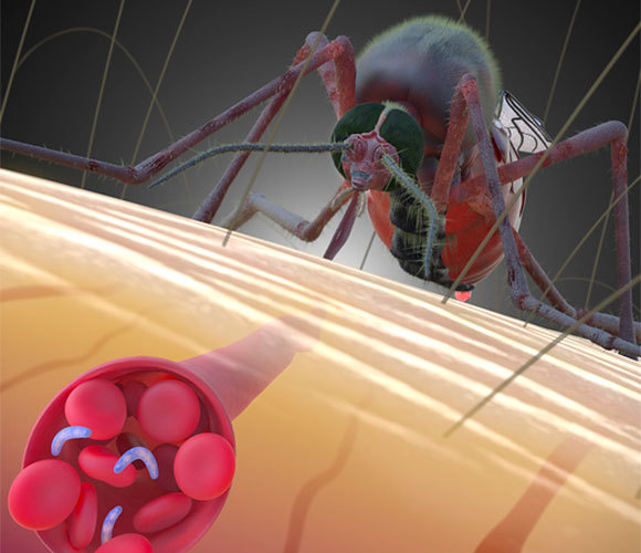 היתושה מוצצת דם, ומזריקה רוק שלה, המכיל גם את טפילי המלריה | איור: TIM VERNON / SCIENCE PHOTO LIBRARY