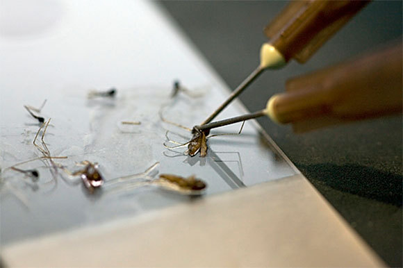 ניתוח יתושים במסגרת מחקר על טפילי מלריה במכון פסטר, צרפת | צילום: CECILE DEGREMONT / LOOK AT SCIENCES / SCIENCE PHOTO LIBRARY