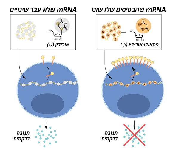 וייסמן וקריקו גילו שאם מייצרים מולקולת RNA עם שינויים כימיים מסוימים, המנגנונים שגורמים לדלקת לא מופעלים. איור שמסביר את השינויים והשפעתם | Nobelprize.org