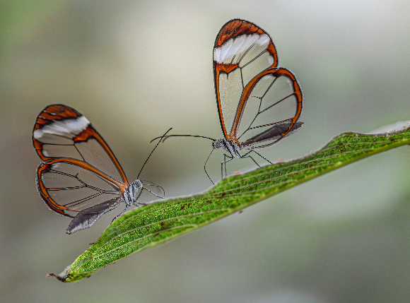 פרפרי כנף הזכוכית על ענף | צילום: Albert Beukhof, Shutterstock