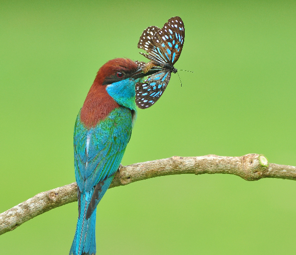 ציפור טורפת פרפר לא שקוף | צילום: Butterfly Hunter, Shutterstock