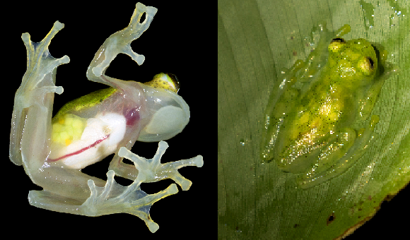 יותר קשה לראות בעין את הצפרדע בעלת הבטן השקופה. צפרדע זכוכית בצילום מלמטה, ומוסווית על עלה במבט מלמעלה | צילומים: Dr Morley Read, Rob Jansen, Shutterstock