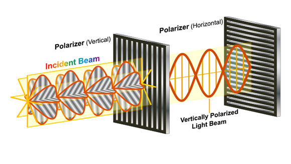 זהו אור מקוטב | איור: Fouad A. Saad, Shutterstock